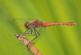 Ruddy Darter (male)