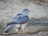 Shikra (adult)