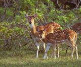 Spotted deer
