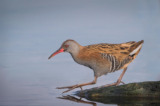 European Wetland Birds