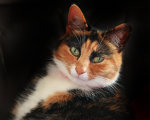 One of our cats Molly. A real cutie.