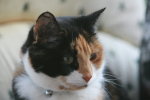 Our other cat Daisy... the sister of Rosie.