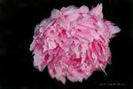 IMG 0441wm