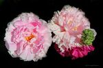 IMG 0968wm