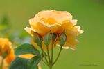 IMG 0984wm