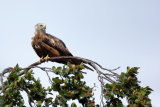 RED KITE PERCHED IN A TREE