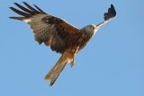 RED KITE IN FLIGHT