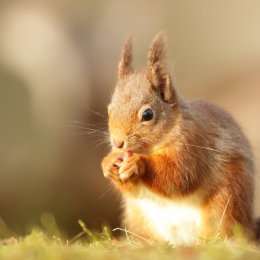 Red Squirrel
