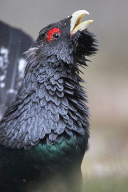 Capercaillie
