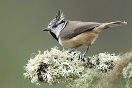 Crested Tit