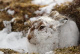 MOUNTAIN HARE