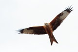 RED KITE