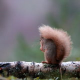 Red Squirrel