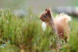 Red Squirrel