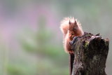 Red Squirrel