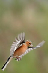 Chaffinch