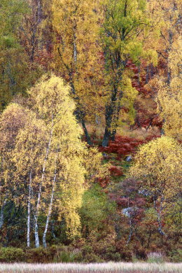 SILVER BIRCH TREES
