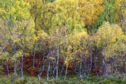CAIRNGORMS NATIONAL PARK 
