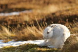 Mountain Hare