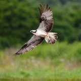 OSPREY Pandion haliaetus