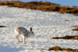 Mountain Hare