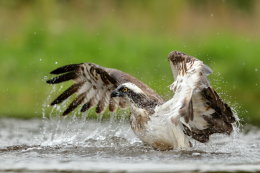 OSPREY Pandion haliaetus