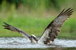 OSPREY Pandion haliaetus