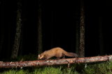 Pine Marten