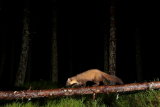 Pine Marten Cairngorms