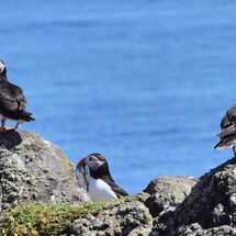 "Isle of May Puffins" - 1