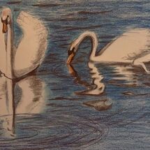 "Swans on Otterston Loch" by Jan Callender