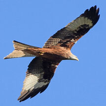 "Argaty Red Kites" - 2