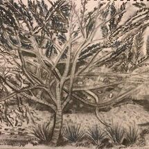 "Shrubs and trees near Donibristle Chapel, Dalgety Bay" by Jan Callender