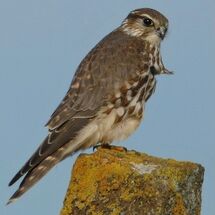 Merlin - Photographed on a trip to one of the Forth Islands