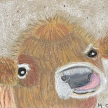"Highland Calf" by Hazel Campbell