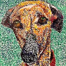 "Buddy the Whippet" by Moira MacPherson
