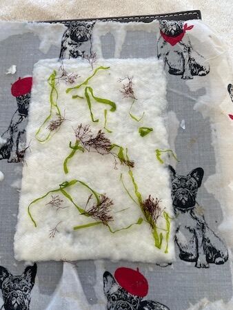 Paper Making with Seaweed