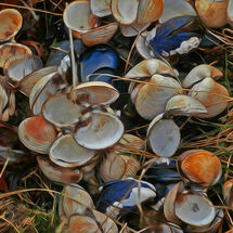 Seashells
