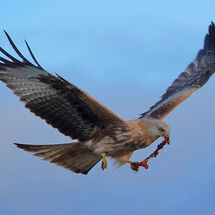 "Argaty Red Kites" - 1