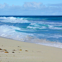 Beachseaweed