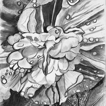 "Marshmallow Flower with raindrops from my garden" by Jan Callender