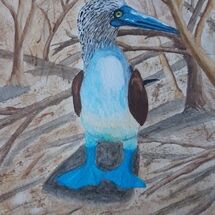 "Blue Footed Boobies" by Judith Jaggard