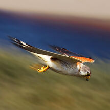 "Lucky Hawk"