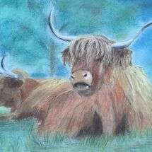 "Highland Coos" by Gwynith Young