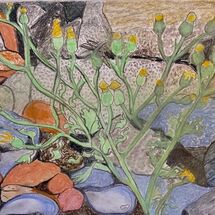 "Rocks, Shells and Plant Life at Dysart" by Jan Callender