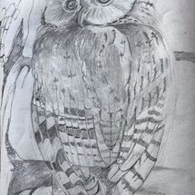 "Owl" by Maggie Brown