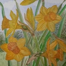 "Daffodils in the garden" by Judith Jaggard