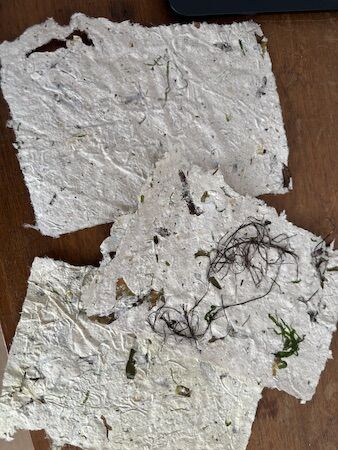 Paper Making with Seaweed