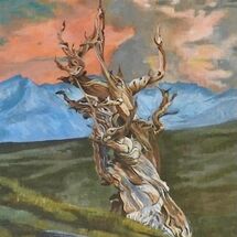 "Ancient tree" by Karen Birch