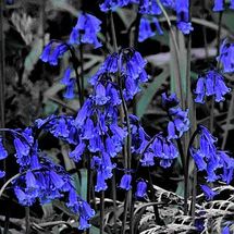 Blubells - Photography -"Ph-Art"